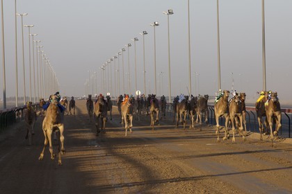 20 11 2010 - Dubai (UAE) - Camel races