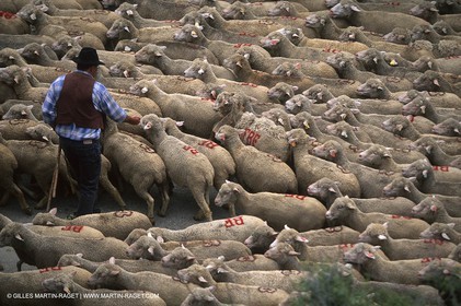 Saint Rémy de Provence (FRA,13) - Fête de la Transhumance