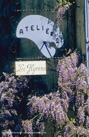 Les Alpilles, Saint Rémy de Provence, (FRA,13) - Glycine dans Saint Rémy de Provence
