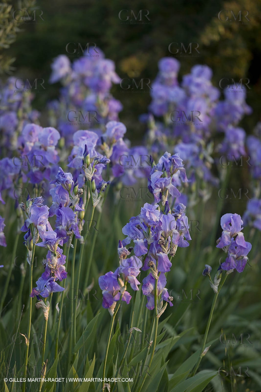 04 05 2008 - Saint Rémy de Provence (FRA, 13) - Alpilles hills landscapes
