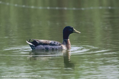 France, Provence, Camargue, Birds