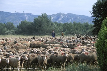 Saint Rémy de Provence (FRA,13) - Fête de la Transhumance