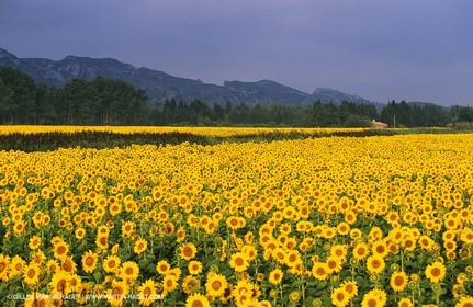 Alpilles (FRA,13) - Champs de tournesols