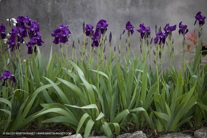12 04 2008 - Saint Rémy de Provence - (FRA,13) - Le Midi de Van Gogh - Saint Paul de Mausole