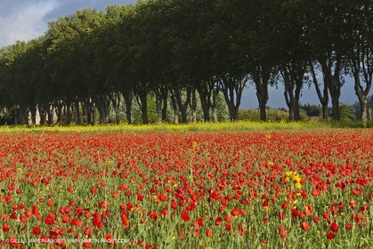 29 04 2012 ( Saint Rémy de Provence (FRA, 13) - Chaîne des Alpilles vers Romanin