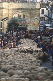 Saint Rémy de Provence (FRA,13) - Fête de la Transhumance