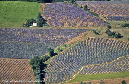 lavander fields , 2005 , Sault plateau