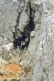 Marseille (FRA,13) - Les Calanques - Bouquetins d e l'ile Maire