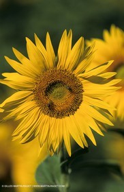Luberon (FRA,84), Champs de tournesols