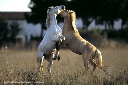 Camargue horses