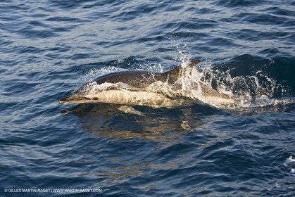Animaux marins