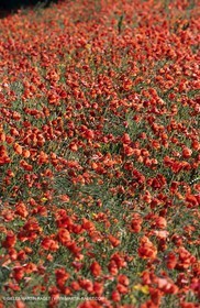 2000-2010- Les Alpilles (FRA,13) - Poppy fields