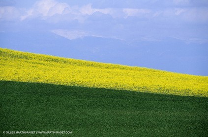 Alpilles (FRA,13), Champs de colza