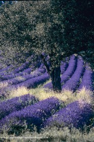 France, Provence, Lavender fields