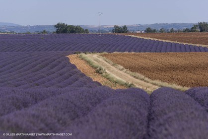 13 08 2007 - Valensole (04) - lavender fields on Valensole plateau