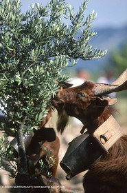 Saint Rémy de Provence (FRA,13) - Fête de la Transhumance