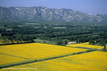 Alpilles countryside