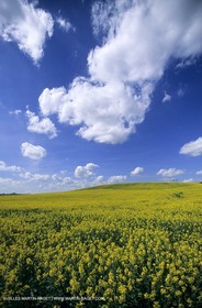 Alpilles (FRA,13), Champs de colza