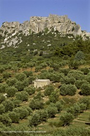 France, Provence, Oliviers, oliveraies, olive trees