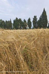 June 24th 2008 - Saint Rémy de Provence (FRA,13) - Alpilles hills landscapes