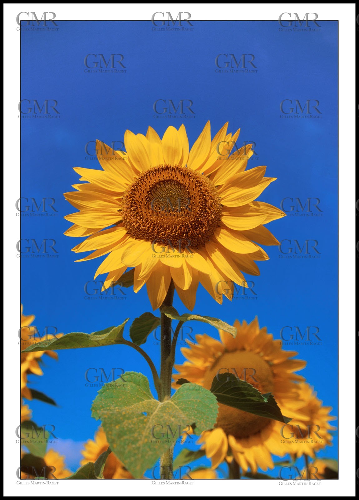 Sunflower 2