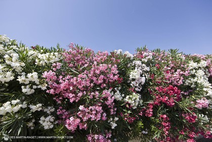 26 06 09 - Sanary sur mer (FRA,83)