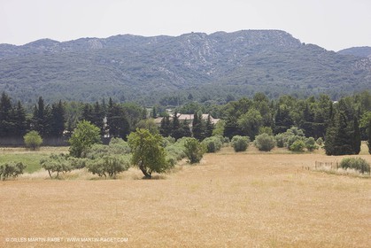 24 Juin 2008 - Saint Rémy de Provence (FRA-13) - Paysage des Alpilles