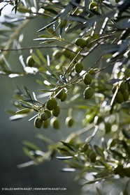 Provence - Oliviers dans la valée des Baux de Provence