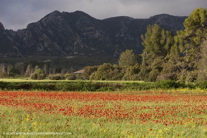 29 04 2012 ( Saint Rémy de Provence (FRA, 13) - Chaîne des Alpilles vers Romanin