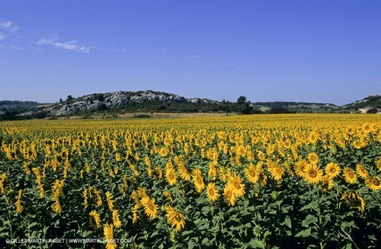 Luberon (FRA,84), Champs de tournesols