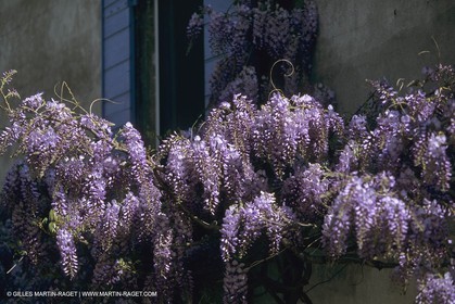 France, Provence, Glyines en fleur