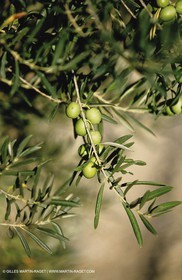 olive0115.jpg