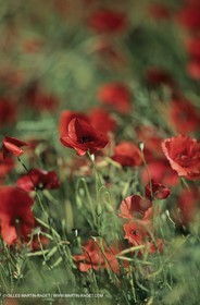 2000-2010- Les Alpilles (FRA,13) - Champs de coquelicots