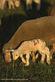 Saint Rémy de Provence (FRA,13) - Fête de la Transhumance