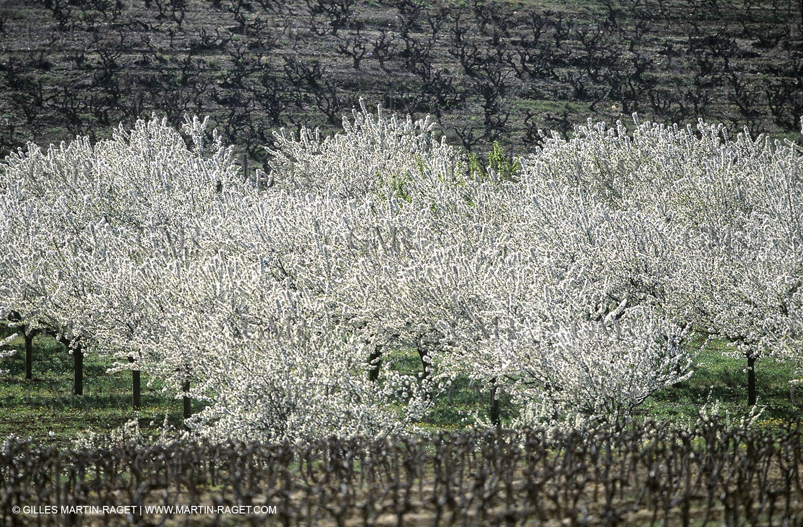 France, Provence, Paysages du Luberon, Luberon Landscapes