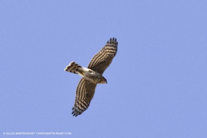 10 09 2009 - Marseille (FRA, 13) - Les Calanques - Massif de Marseilleveyre - Epervier