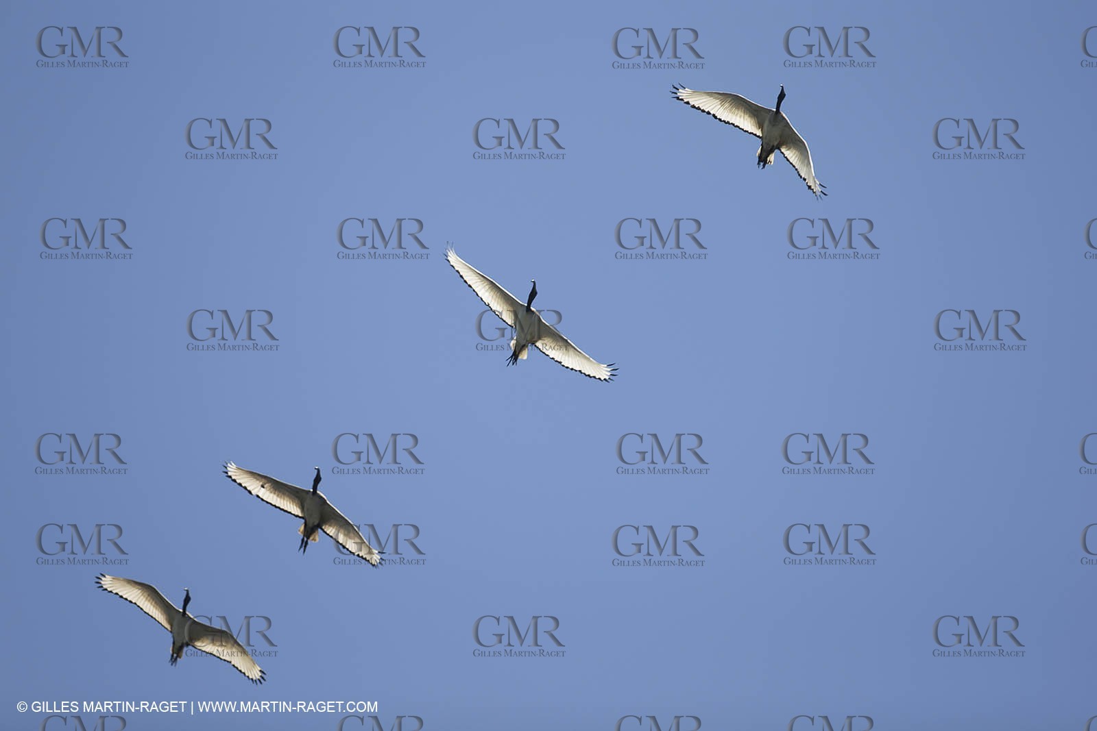 07 11 2014, Capetown (ZAF), Volvo Ocean Race 2014-15, Arrivals Team SCA