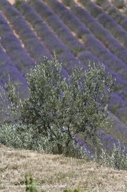 13 08 2007 - Valensole (04) - lavender fields on Valensole plateau