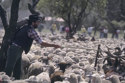 France, Provence, Moutons, bergers, élevage, transhumance