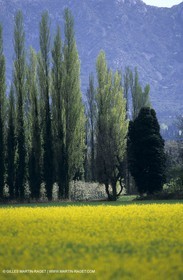 Alpilles (FRA,13), Champs de colza