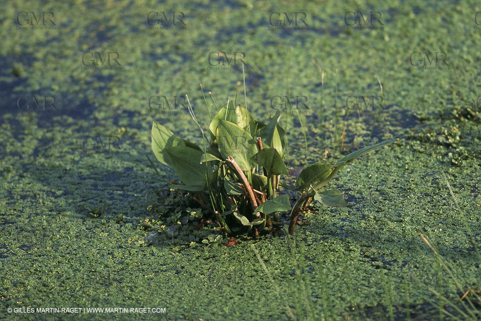Camargue (FRA,13) - Little Camargue