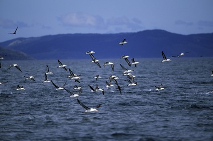 Patagonia