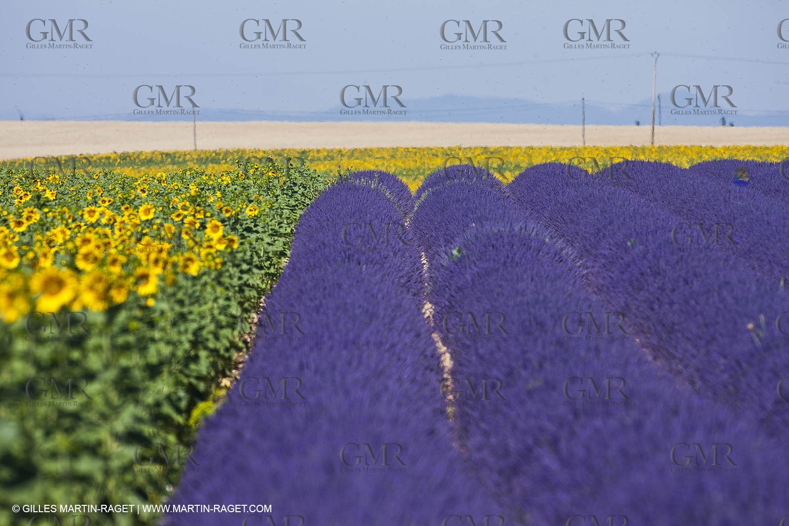 27 06 2011 - Valensole (FRA, 04) - Lavander fields