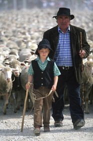 Saint Rémy de Provence (FRA,13) - Sheep stocks migration Fest