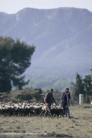 France, Provence, Moutons, bergers, élevage, transhumance
