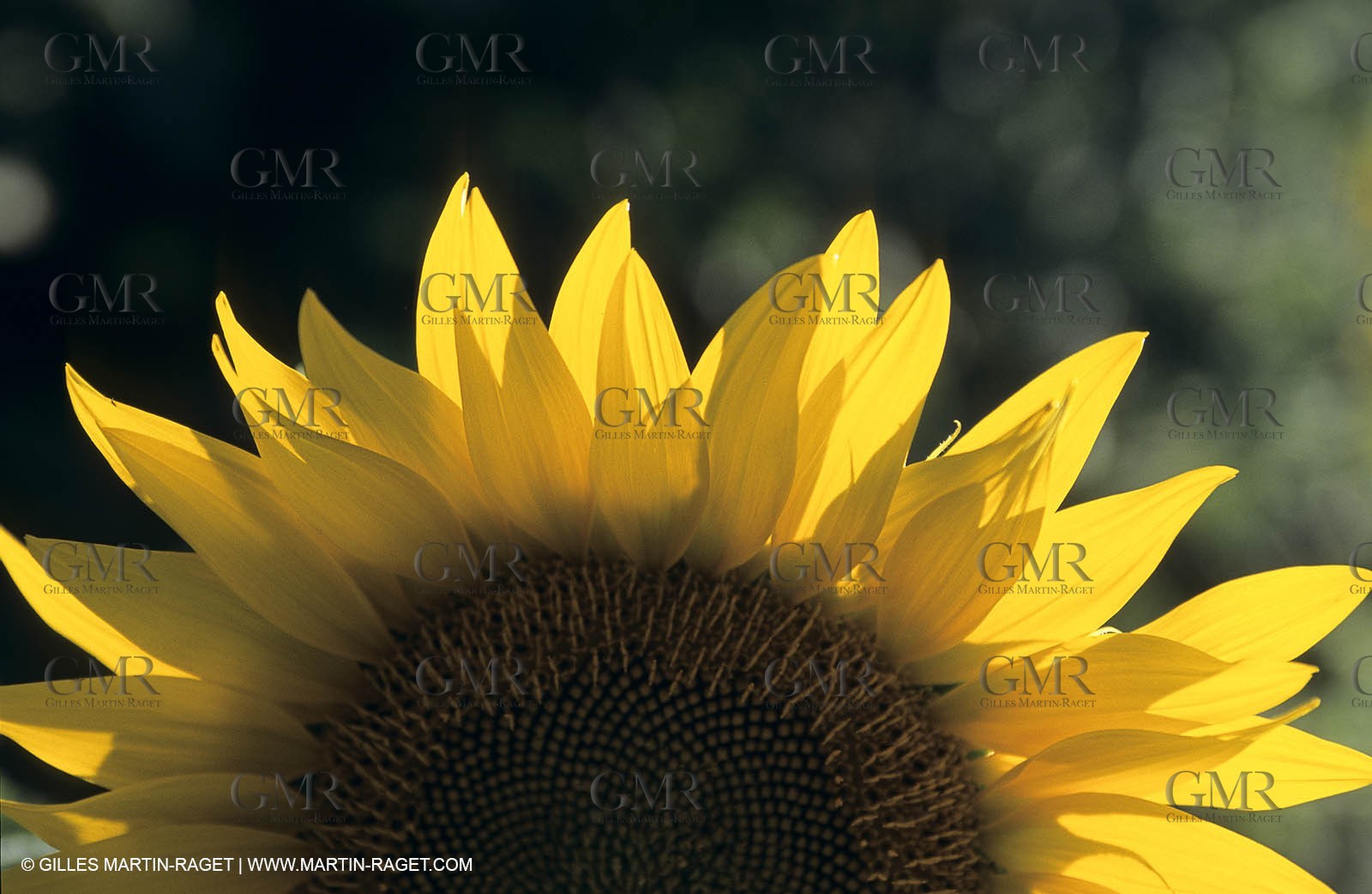 Luberon (FRA,84), Sunflower fields