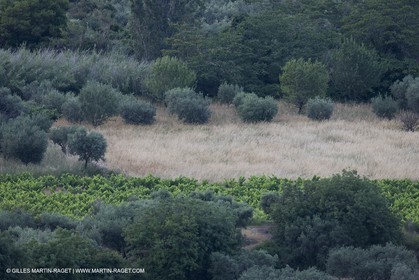 June 24th 2008 - Saint Rémy de Provence (FRA,13) - Alpilles hills landscapes