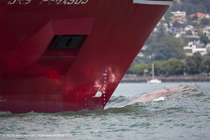 09 03 2011 - Auckland (NZL) - 34th America's Cup - AC45 - Media day