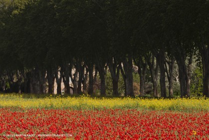 29 04 2012 ( Saint Rémy de Provence (FRA, 13) - Chaîne des Alpilles vers Romanin