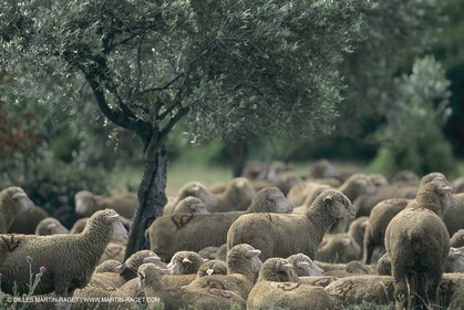 France, Provence, Moutons, bergers, élevage, transhumance